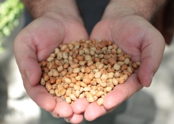 Governo do RN inicia distribuição do Banco de Sementes 2026