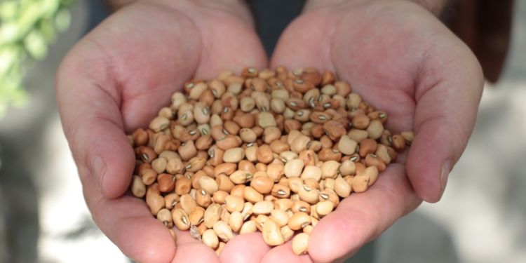 Governo do RN inicia distribuição do Banco de Sementes 2026