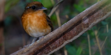 Rio Grande do Norte publica primeira lista oficial de espécies da fauna ameaçadas de extinção