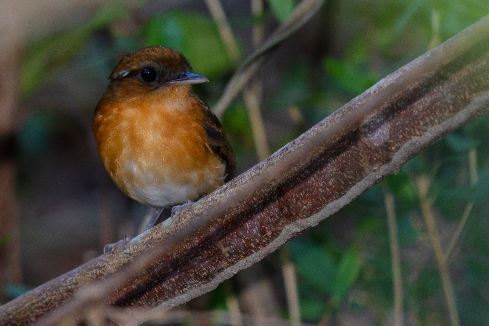 Rio Grande do Norte publica primeira lista oficial de espécies da fauna ameaçadas de extinção