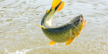Sesap alerta para risco de intoxicação por ciguatera no litoral do RN durante verão e Carnaval
