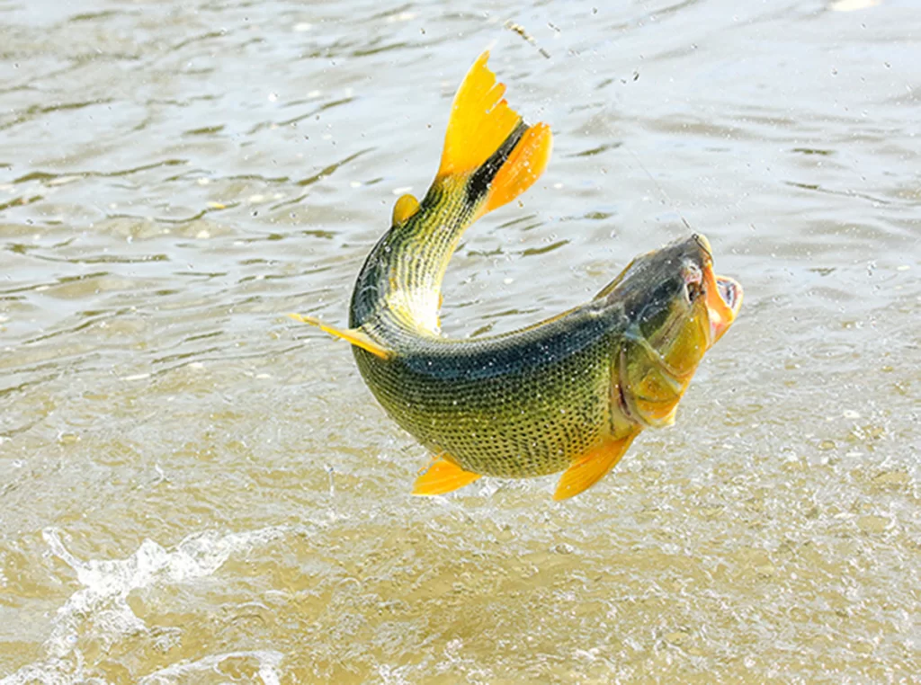 Sesap alerta para risco de intoxicação por ciguatera no litoral do RN durante verão e Carnaval