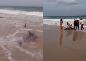 Sobe para três o número de golfinhos mortos após encalhe em massa no litoral do RN