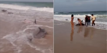 Sobe para três o número de golfinhos mortos após encalhe em massa no litoral do RN