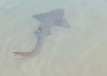 Tubarão é visto na praia de Ponta Negra em Natal na manhã desta segunda-feira (5)