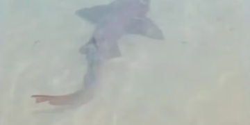 Tubarão é visto na praia de Ponta Negra em Natal na manhã desta segunda-feira (5)