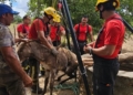Jumento é resgatado de poço de 10 metros após fugir de ataque de marimbondos em Ipanguaçu