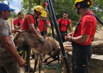 Jumento é resgatado de poço de 10 metros após fugir de ataque de marimbondos em Ipanguaçu