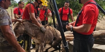 Jumento é resgatado de poço de 10 metros após fugir de ataque de marimbondos em Ipanguaçu