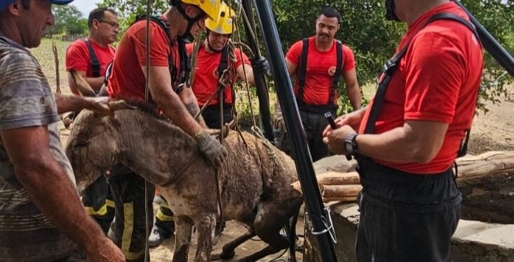 Jumento é resgatado de poço de 10 metros após fugir de ataque de marimbondos em Ipanguaçu