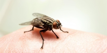 “Virose da mosca” aumenta durante período chuvoso e acende alerta em Mossoró