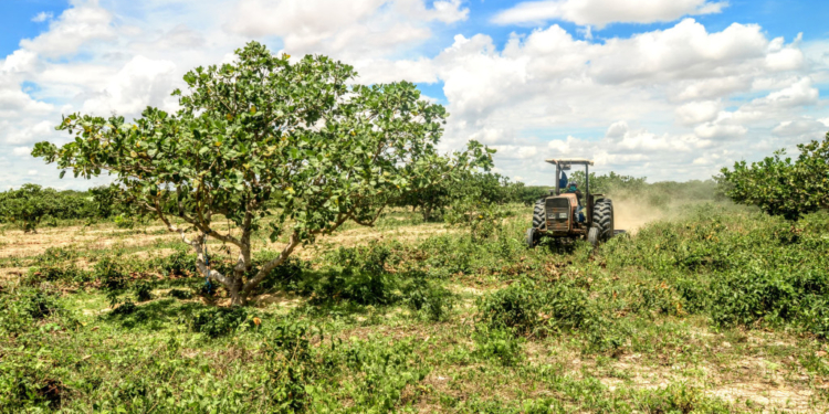 Prefeitura de Mossoró lança programa Semear 2026 e inicia entrega de diesel para corte de terra
