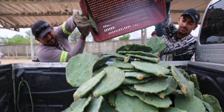 Secretaria de Agricultura distribui 15 mil palmas forrageiras para produtores rurais durante estiagem