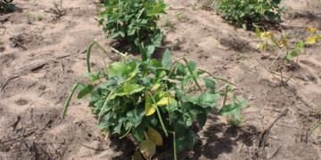 Mossoró tem 594 agricultores aptos ao Garantia-Safra 2025/2026 após homologação do TCU