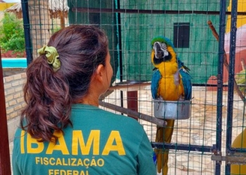 Ibama resgata araras-canindés usadas ilegalmente por pousadas no litoral do RN