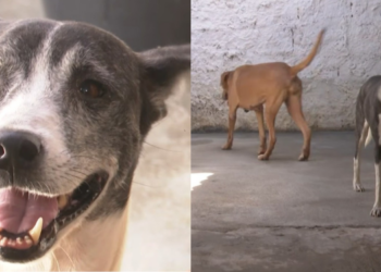 Cadelas resgatadas por maus-tratos se recuperam e abrigo pede apoio para manter atendimentos
