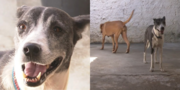 Cadelas resgatadas por maus-tratos se recuperam e abrigo pede apoio para manter atendimentos