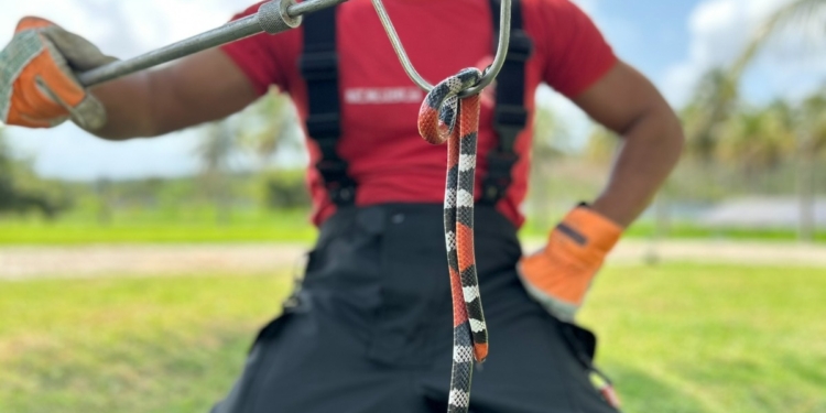 Bombeiros do RN orientam sobre prevenção a picadas de cobra
