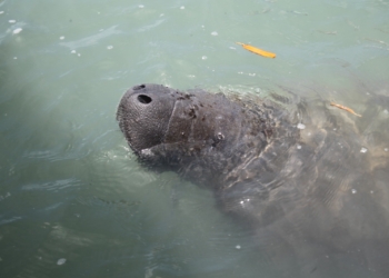 Peixe-boi-marinho resgatada em Tibau será solta no litoral do RN no dia 10 de fevereiro