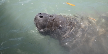 Peixe-boi-marinho resgatada em Tibau será solta no litoral do RN no dia 10 de fevereiro